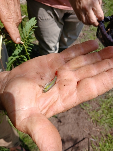 Bloodfin tetra (Aphyocharax anisitsi) — Characidae