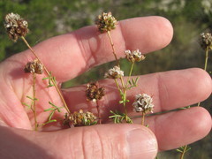 Dalea multiflora