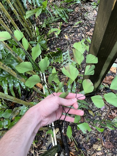 Double Edge Maidenhair (Adiantum anceps)