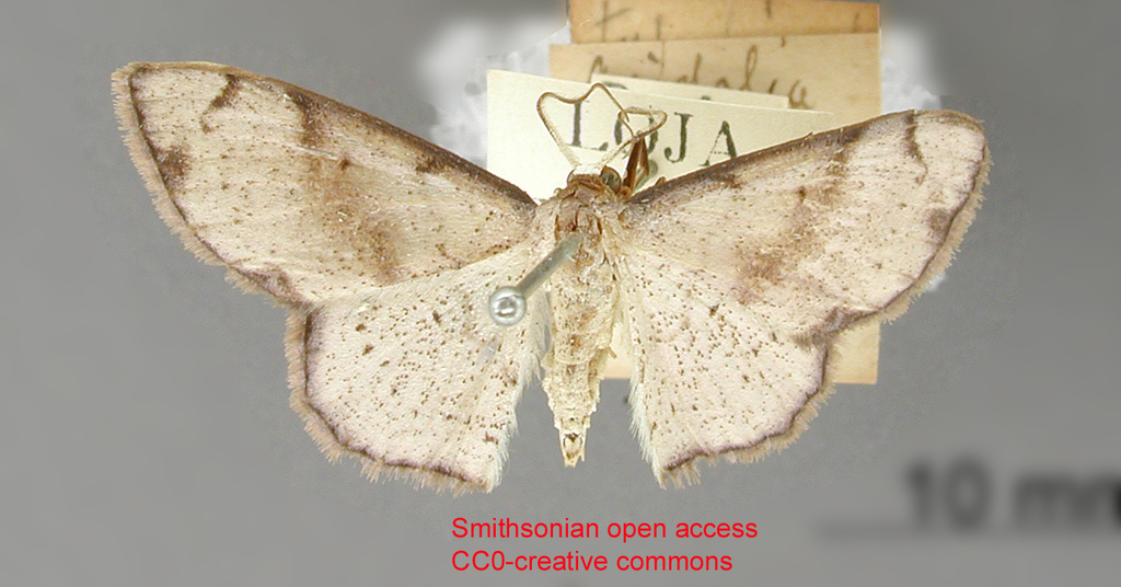 Ptychamalia nigromarginata