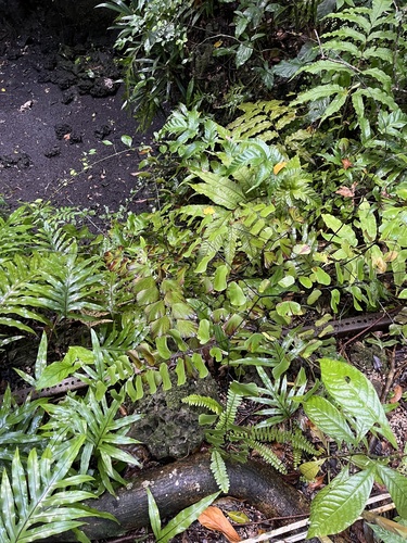 Image of Adiantum anceps by no rights reserved