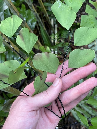 Image of Adiantum anceps by no rights reserved