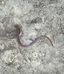 Carphophis amoenus amoenus