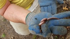 Carphophis amoenus amoenus