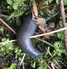 Euconulus