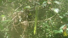Tanaecium dichotomum