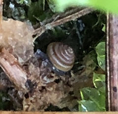 Euconulus