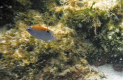 Stegastes adustus