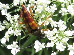 Typocerus velutinus