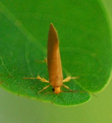 Crassa unitella