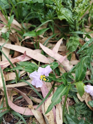 Commelina erecta