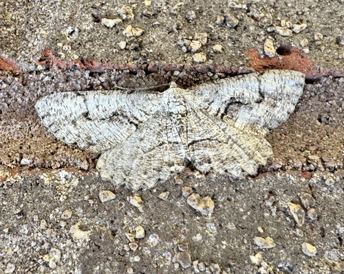 Giant Gray Moth photo 2
