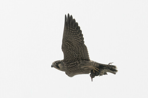 Halcón peregrino (Falco peregrinus)
