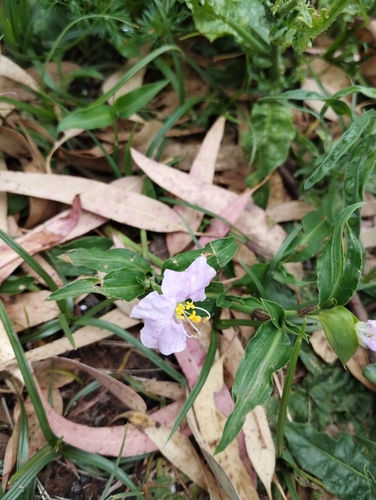 Commelina erecta