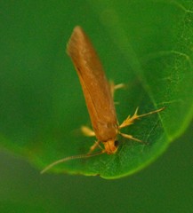 Crassa unitella