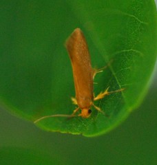 Crassa unitella