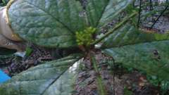 Cordia nodosa