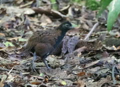 Black-Breasted Wood-Quail photo 1