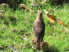 Turdus rufitorques