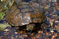 Mauremys leprosa leprosa