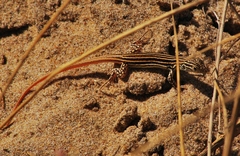 Acanthodactylus erythrurus