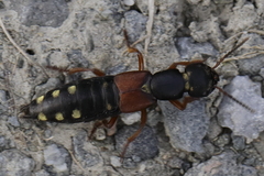 Staphylinus erythropterus