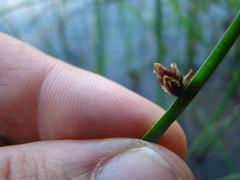 Schoenoplectus torreyi