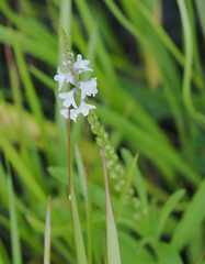 Verbena simplex