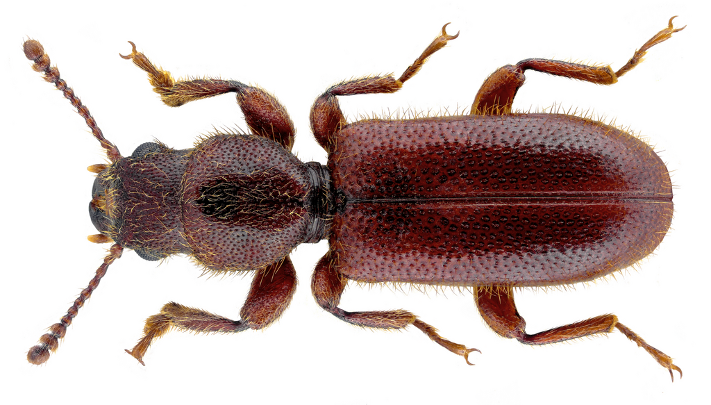 Checkered beetle