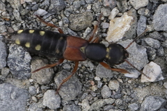 Staphylinus erythropterus