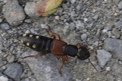 Staphylinus erythropterus