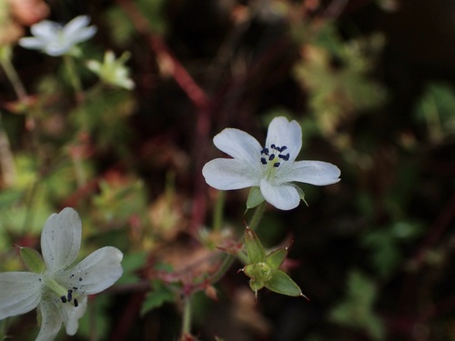 Image of Geranium wislizeni by (c) Sue Carnahan, some rights reserved (CC BY)
