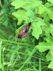 Zygaena osterodensis