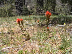 Castilleja martini martini