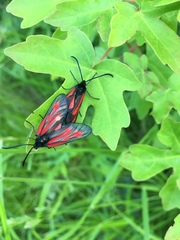 Zygaena osterodensis