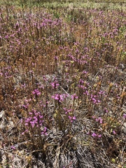 Orthocarpus bracteosus