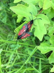Zygaena osterodensis