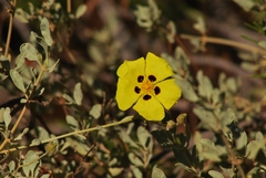Cistus halimifolius