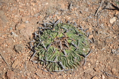 Echinofossulocactus pentacanthus