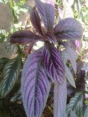 Strobilanthes auriculata dyeriana