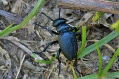 Meloe brevicollis