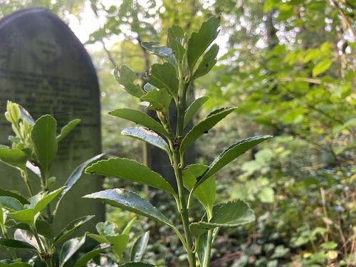 Euonymus japonicus