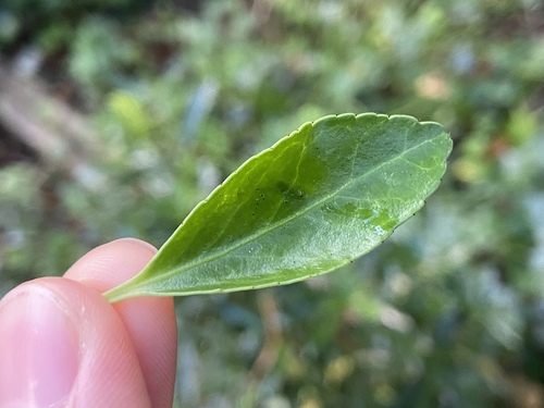 Euonymus japonicus