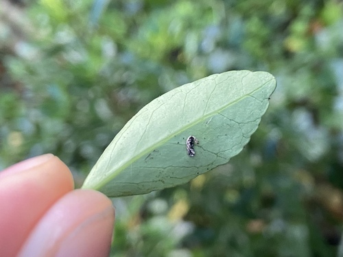 Euonymus japonicus
