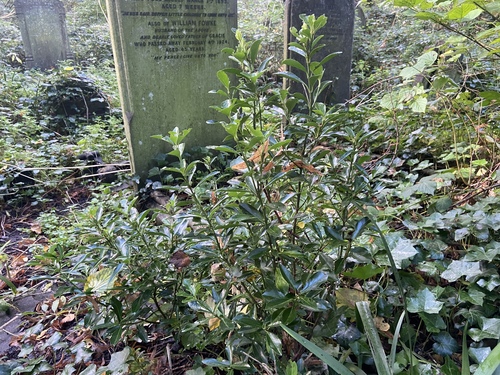 Euonymus japonicus