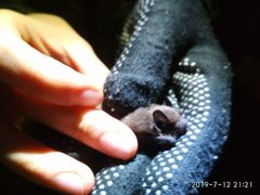 Pipistrellus nathusii