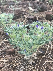 Lupinus kingii
