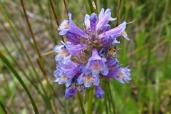 Penstemon rydbergii