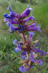 Penstemon rydbergii