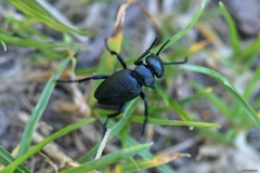 Meloe brevicollis